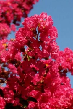 Tuskegee Crape Myrtle - 1 Gallon Pot -Wilson Bros Gardens Shop lagerstroemia indica tuskeegee crape myrtle tree 1