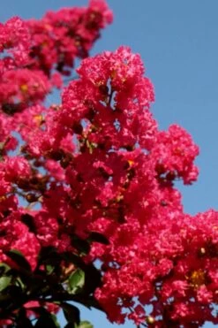 Tuskegee Crape Myrtle - 1 Gallon Pot -Wilson Bros Gardens Shop lagerstroemia indica tuskeegee crape myrtle tree 2