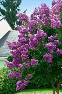 Twilight Purple Crape Myrtle - 6 Pack Of 1 Gallon Pots -Wilson Bros Gardens Shop lagerstroemia indica twilight purple crape myrtle tree 1 4