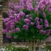 Twilight Purple Crape Myrtle - 5 Gallon Pot