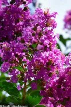 Twilight Purple Crape Myrtle - 7 Gallon Pot (5-6') -Wilson Bros Gardens Shop lagerstroemia indica twilight purple crape myrtle tree 102 1