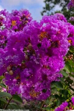 Twilight Purple Crape Myrtle - 7 Gallon Pot (4-5') -Wilson Bros Gardens Shop lagerstroemia indica twilight purple crape myrtle tree 103