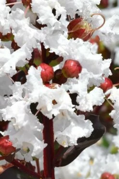 Lunar Magic Crape Myrtle Tree (Single Trunk) - 7 Gallon Pot (5-6') -Wilson Bros Gardens Shop lagerstroemia lunar magic single trunk white crape myrtle tree 2