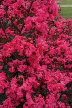My Fair Myrtle Crape Myrtle (Lagerstroemia) - 3 Gallon Pot -Wilson Bros Gardens Shop lagerstroemia my fair myrtle crape myrtle 3