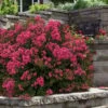 My Fair Myrtle Crape Myrtle (Lagerstroemia) - 3 Gallon Pot