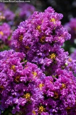 Purple Magic Crape Myrtle Tree (Single Trunk) - 7 Gallon Pot (6-7') -Wilson Bros Gardens Shop lagerstroemia purple magic crape myrtle single trunk tree 5 1