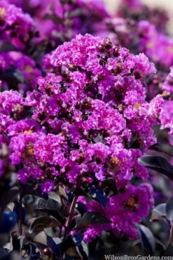 Black Diamond 'Purely Purple' Crape Myrtle - 3 Gallon Pot 7 Black Diamond 'Purely Purple' Crape Myrtle - 3 Gallon Pot -Wilson Bros Gardens Shop lagestroemia indica purely purple black diamond crape myrtle 1 1