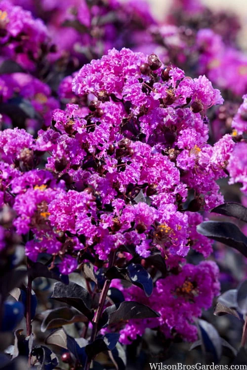 Black Diamond 'Purely Purple' Crape Myrtle - 3 Gallon Pot 4 Black Diamond 'Purely Purple' Crape Myrtle - 3 Gallon Pot - Image 4