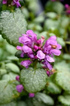 Red Nancy Lamium - 5 Pack Of Pint Pots -Wilson Bros Gardens Shop lamium maculatam red nancy spotted dead nettle 3