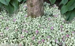 Red Nancy Lamium - 5 Pack Of Pint Pots -Wilson Bros Gardens Shop lamium maculatam red nancy spotted dead nettle 8
