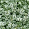 White Nancy Lamium - 5 Pack Of Pint Pots