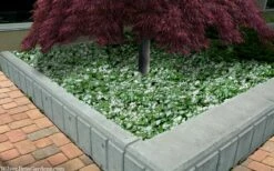 Purple Dragon Lamium - 1 Gallon Pot -Wilson Bros Gardens Shop lamium maculatam white nancy spotted dead nettle 105 1