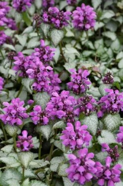 Purple Dragon Lamium - 1 Gallon Pot -Wilson Bros Gardens Shop lamium maculatum purple dragon 3