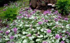 Purple Dragon Lamium - 6 Pack Of Pint Pots -Wilson Bros Gardens Shop lamium maculatum purple dragon 4 1