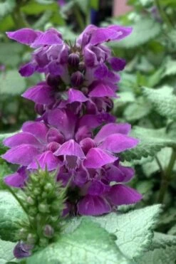Purple Dragon Lamium - 1 Gallon Pot