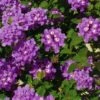 Luscious Grape Lantana - 5 Pack Of Quart Pots