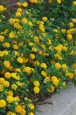 New Gold Hardy Lantana - 1 Gallon Pot -Wilson Bros Gardens Shop lantana new gold 10 1