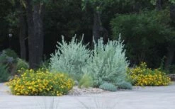 New Gold Hardy Lantana - 6 Pack Of 1 Gallon Pots -Wilson Bros Gardens Shop lantana new gold 11