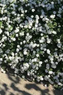 Trailing White Lantana - 5 Pack Of Pint Pots -Wilson Bros Gardens Shop lantana trailing white 10