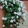 Trailing White Lantana - 5 Pack Of Pint Pots