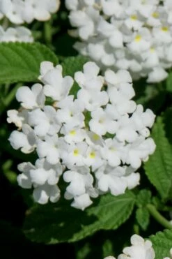 Trailing White Lantana - 5 Pack Of Pint Pots -Wilson Bros Gardens Shop lantana trailing white 7