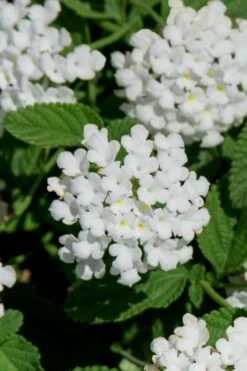 Trailing White Lantana - 5 Pack Of Pint Pots -Wilson Bros Gardens Shop lantana trailing white 8