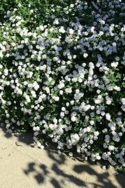 Trailing White Lantana - 5 Pack Of Pint Pots -Wilson Bros Gardens Shop lantana trailing white 9