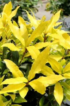 Sicilian Sunshine Sweet Bay Laurel (Laurus Nobilis) - 1 Gallon Pot -Wilson Bros Gardens Shop laurus nobilis sicilian sunshine sweet bay laurel 2