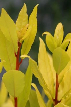 Sicilian Sunshine Sweet Bay Laurel (Laurus Nobilis) - 1 Gallon Pot -Wilson Bros Gardens Shop laurus nobilis sicilian sunshine sweet bay laurel 5