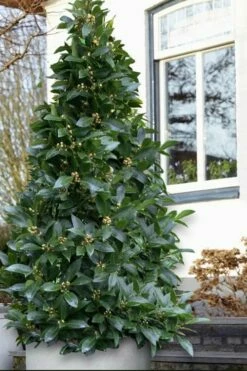 Bay Laurel (Sweet Bay) - Laurus Nobilis - 2 Gallon Pot