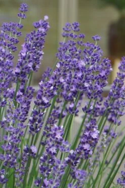Big Time Blue Lavender - 1 Gallon Pot -Wilson Bros Gardens Shop lavandula angustifolia big time blue lavender 1