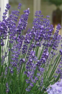 Big Time Blue Lavender - 1 Gallon Pot -Wilson Bros Gardens Shop lavandula angustifolia big time blue lavender 2