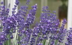 Big Time Blue Lavender - 1 Gallon Pot -Wilson Bros Gardens Shop lavandula angustifolia big time blue lavender 3