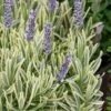 Platinum Blonde English Lavender Plant - 1 Gallon Pot