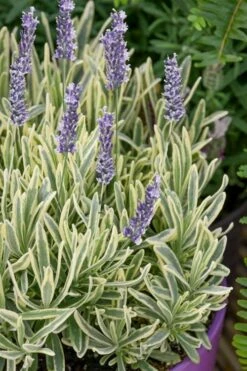 Platinum Blonde English Lavender Plant - 1 Gallon Pot