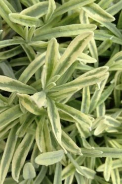 Platinum Blonde English Lavender Plant - 1 Gallon Pot -Wilson Bros Gardens Shop lavandula angustifolia momparler platinum blonde lavender 8