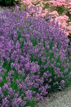 Munstead English Lavender - 6 Pack Of Pint Pots -Wilson Bros Gardens Shop lavandula angustifolia munstead english lavender 3