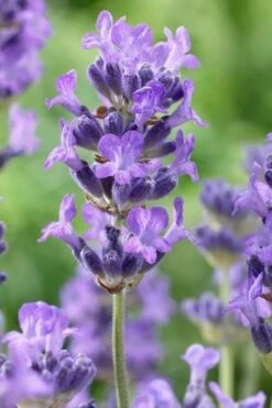 Munstead English Lavender - 6 Pack Of Pint Pots -Wilson Bros Gardens Shop lavandula angustifolia munstead english lavender 5