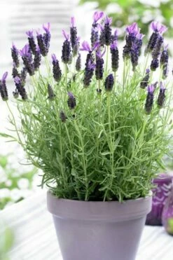 Anouk Spanish Lavender - 1 Gallon Pot