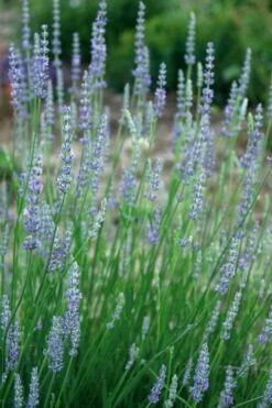 Provence French Lavender - 5 Pack Of Quart Pots -Wilson Bros Gardens Shop lavandula20intermedia provencer french lavender 103