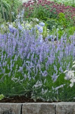 Provence French Lavender - 5 Pack Of Quart Pots -Wilson Bros Gardens Shop lavandula20intermedia provencer french lavender 106
