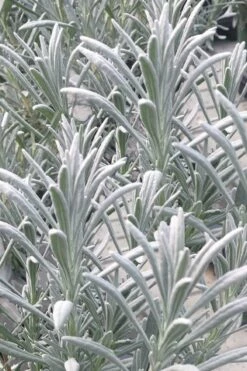 Sensational Lavender - 1 Gallon Pot -Wilson Bros Gardens Shop lavender intermedia sensational 1