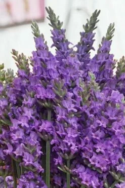 Sensational Lavender - 5 Pack Of Quart Pots -Wilson Bros Gardens Shop lavender intermedia sensational 2 1