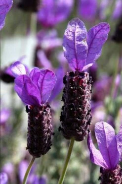 La Diva Big Night Spanish Lavender - 5 Pack Of Quart Pots -Wilson Bros Gardens Shop lavender la diva big night 1