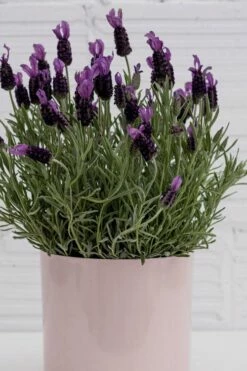La Diva Big Night Spanish Lavender - 5 Pack Of Quart Pots -Wilson Bros Gardens Shop lavender la diva big night 3
