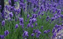 Sweet Romance English Lavender Plant - 1 Gallon Pot -Wilson Bros Gardens Shop lavendula angustifolia sweet romance lavender 3