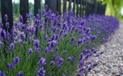Sweet Romance English Lavender Plant - 1 Gallon Pot -Wilson Bros Gardens Shop lavendula angustifolia sweet romance lavender 4