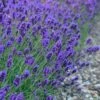 Sweet Romance English Lavender Plant - 1 Gallon Pot