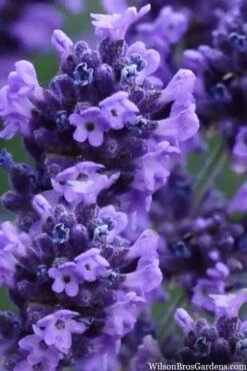 Sweet Romance English Lavender Plant - 1 Gallon Pot -Wilson Bros Gardens Shop lavendula angustifolia sweet romance lavender 9
