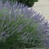 Grosso Lavender - 10" Patio Pot
